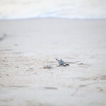 ponte de tortues au vietnam