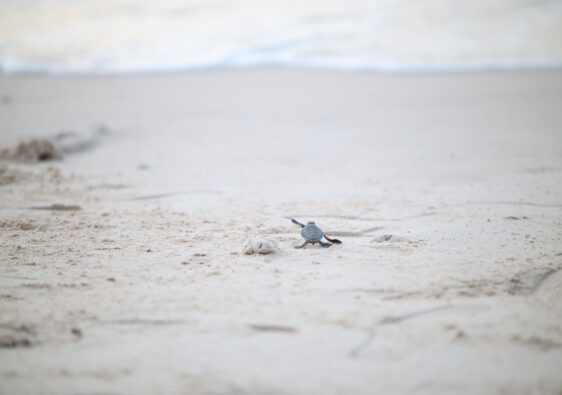 ponte de tortues au vietnam