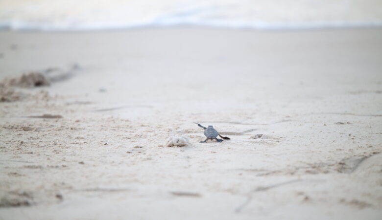 ponte de tortues au vietnam