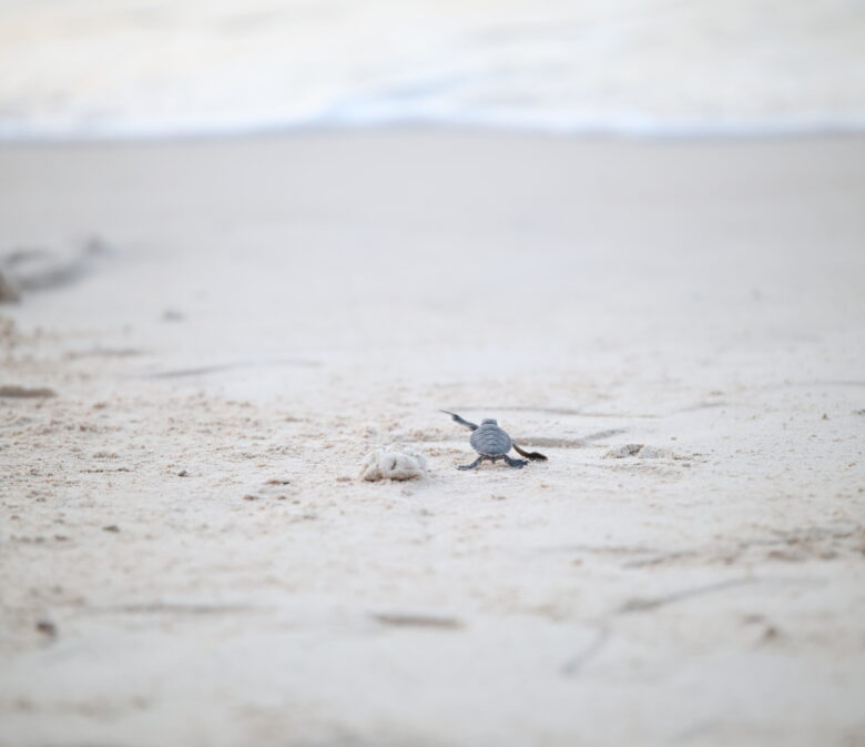 ponte de tortues au vietnam