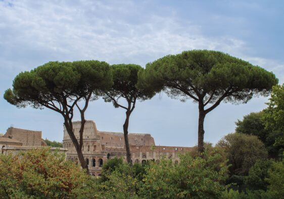 photo du colisée de rome vu du mont palatin