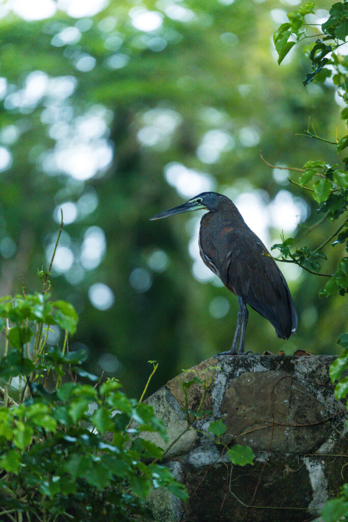 Isla Contadora : comment y aller, où loger, que faire? (Notre guide complet) oiseau-contadora