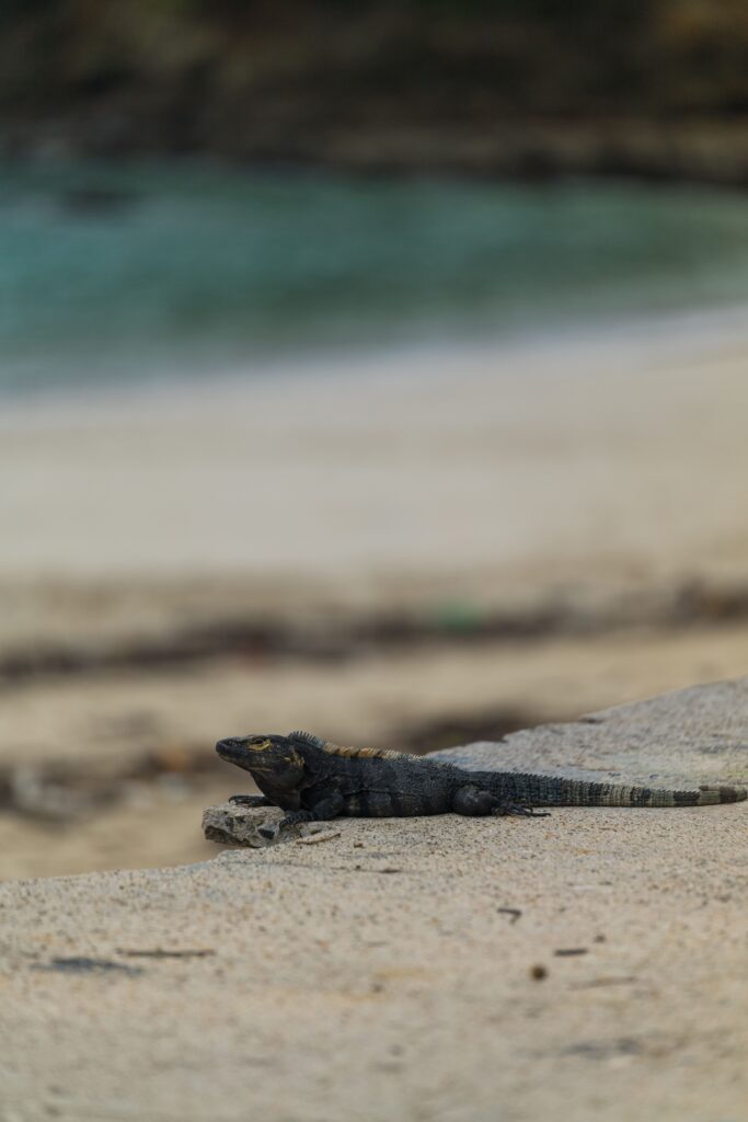 Isla Contadora : comment y aller, où loger, que faire? (Notre guide complet) img 4813
