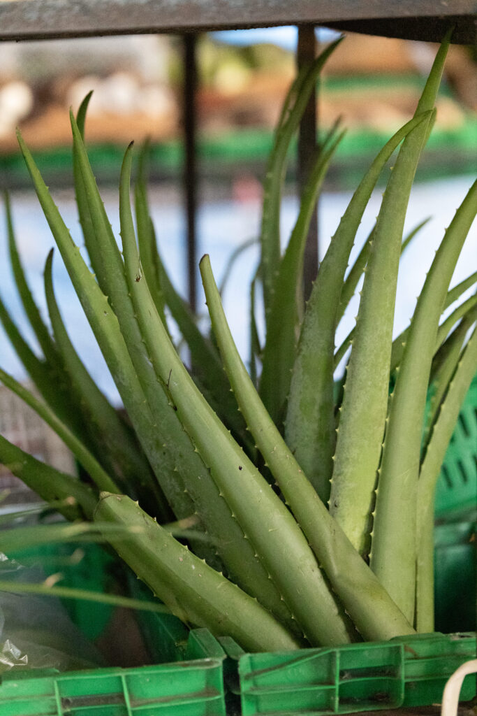 aloe vera marche el valle del anton