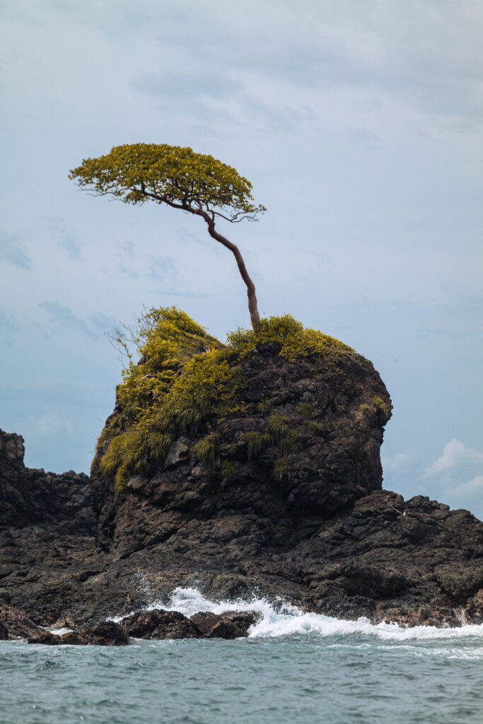 Une semaine sur la Sunset Coast (Torio) : que faire, où loger? arbre isla cebaco