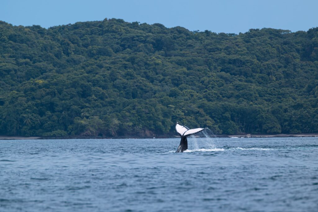 Une semaine sur la Sunset Coast (Torio) : que faire, où loger? baleine golfe de montijo