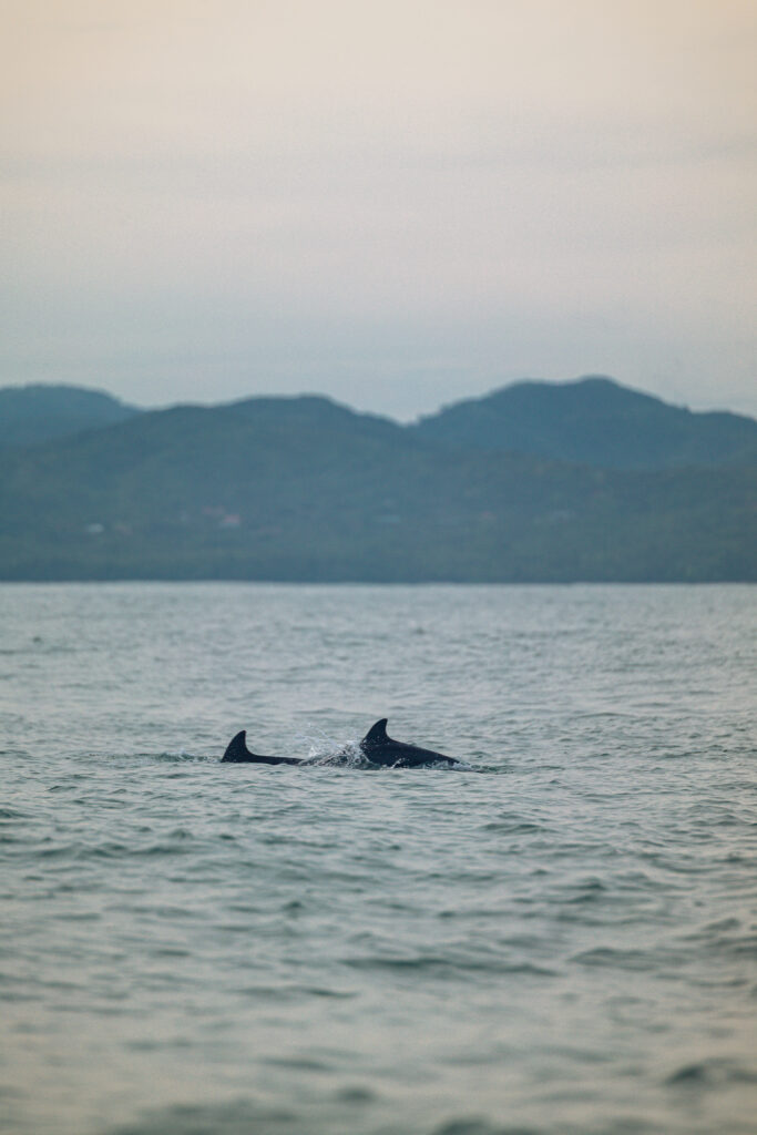 Une semaine sur la Sunset Coast (Torio) : que faire, où loger? dauphin golfe de montijo