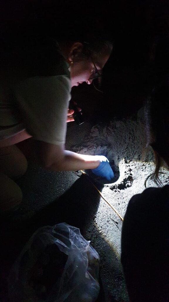 Une semaine sur la Sunset Coast (Torio) : que faire, où loger? oeufs de tortue panama