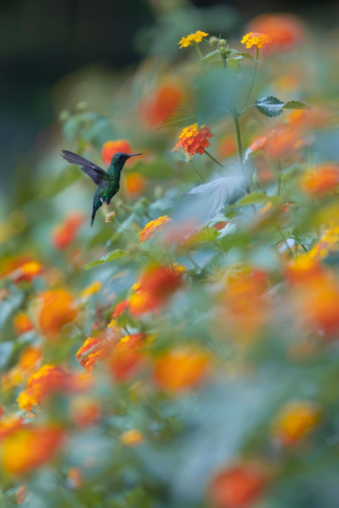 oiseau colibri au panama