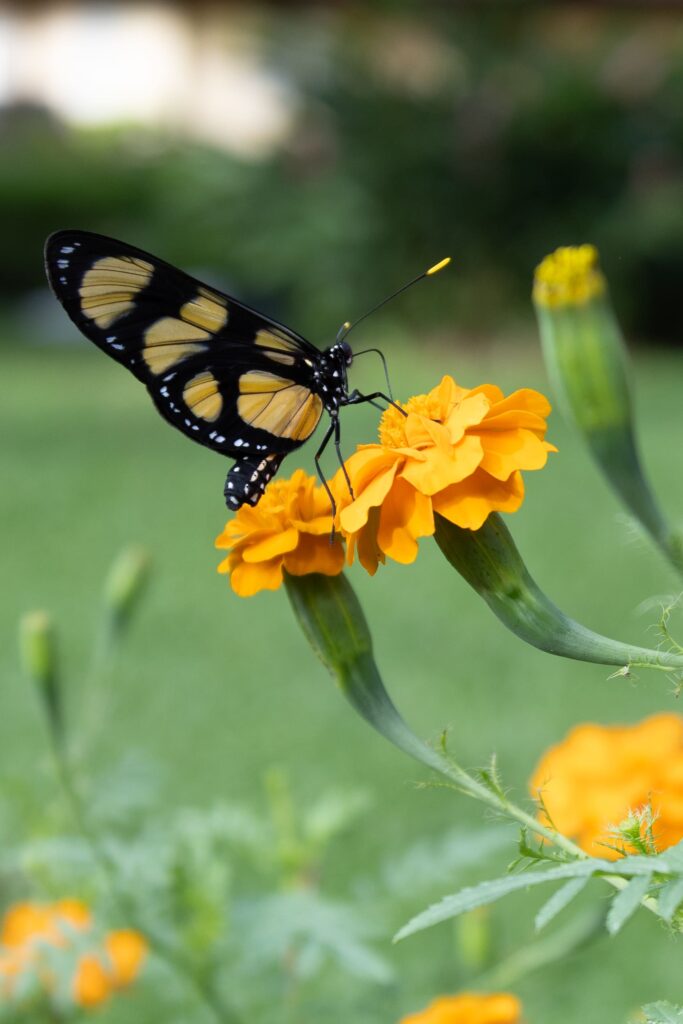 papillon au panama