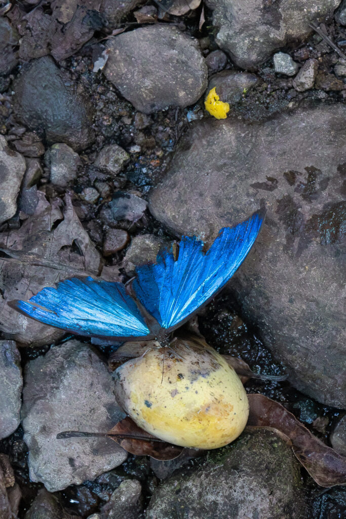 papillon morpho panama