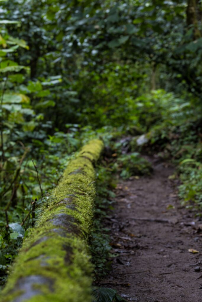pipeline trail boquete en famille